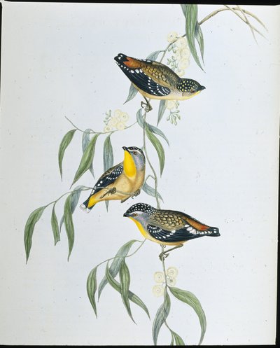 Gevlekte pardalote (Pardalotus Punctatus) door John (after) Gould