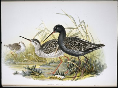 Zwarte ruiter (Totanus Fuscus) door John (after) Gould