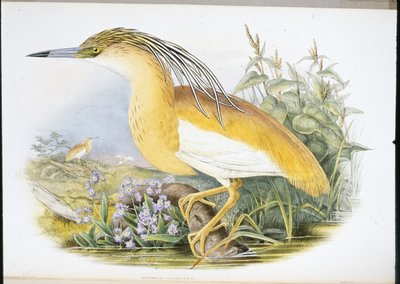 Ralreiger (Buphus Comatus) door John (after) Gould