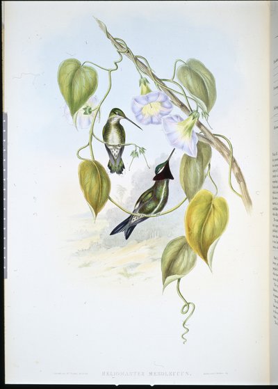 Gestreepte Borststerkeel door John (after) Gould