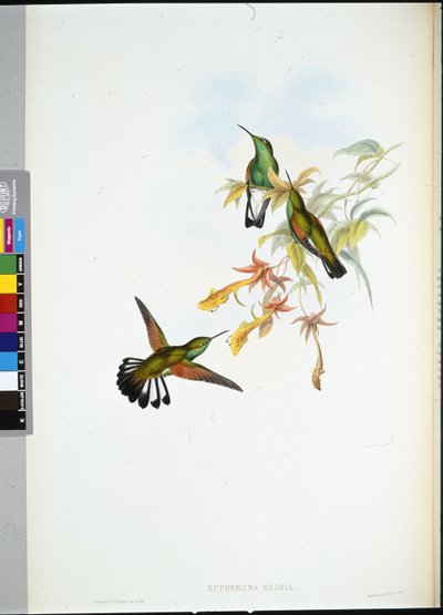 Streeptail Kolibrie door John (after) Gould