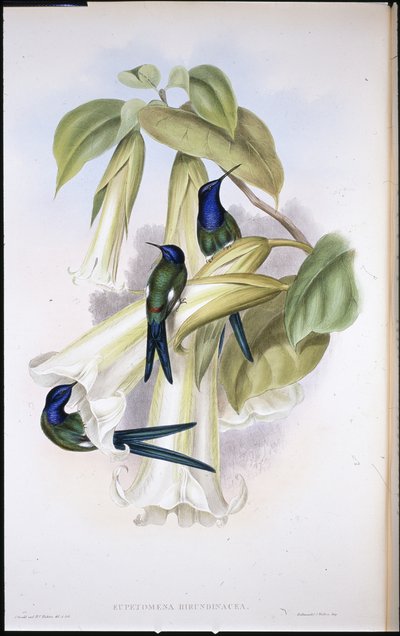 Zwaluwstaart (Eupetomena Hirundinacea) door John (after) Gould