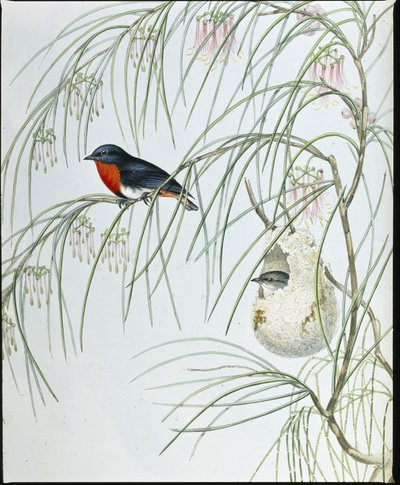 Zwaluw Dicaeum door John (after) Gould