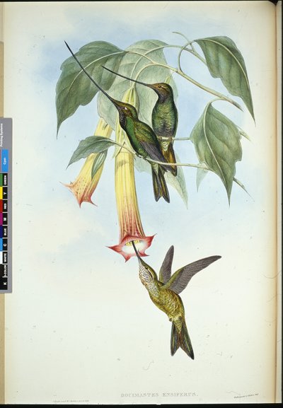 Zwaard-snavel (Docimastes Ensiferus) door John (after) Gould