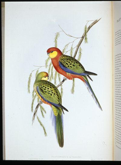 De parkiet van de Graaf van Derby (platycercus icterotis) door John (after) Gould