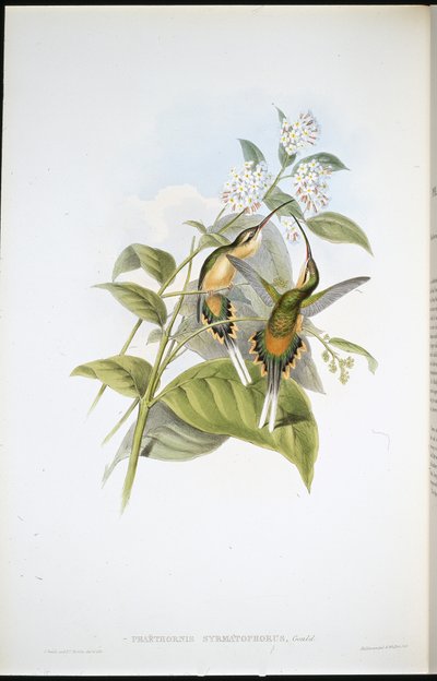 Trein-dragende Heremiet door John (after) Gould