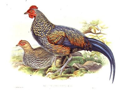 Twee Aziatische Fazanten (Gallus Sonneratii) gegraveerd door de kunstenaar en William Hart (litho) door John (after) Gould