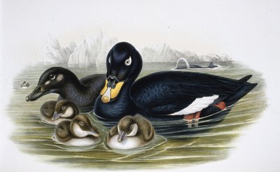 Fluweelduiker door John (after) Gould