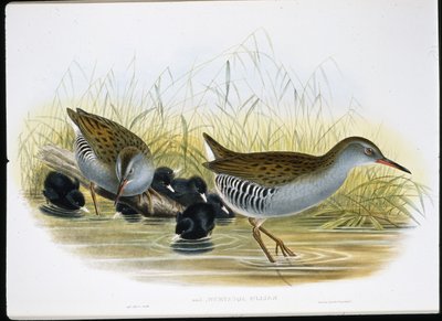 Waterral (Rallus Aquaticus) door John (after) Gould