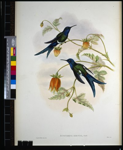 Westelijke Zwaluwstaart door John (after) Gould