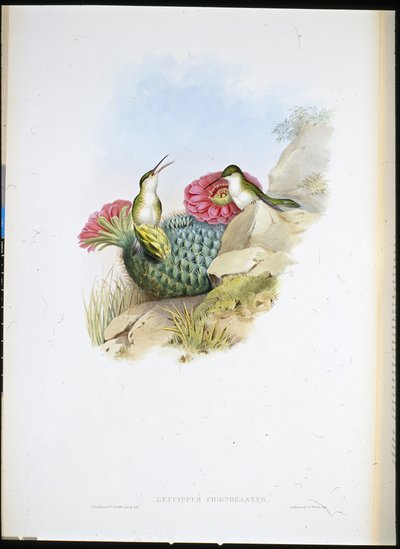 Witborstleucippus door John (after) Gould