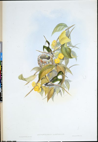 Witte keel (Leucochloris Albicollis) door John (after) Gould