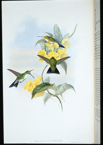Witkeelsmaragd (Thaumatias Leucogaster) door John (after) Gould