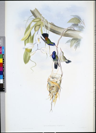 Witkeelsaffier (Hylocharis Cyaneus) door John (after) Gould