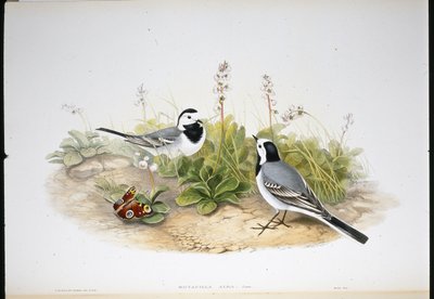 Witte Kwikstaart door John (after) Gould