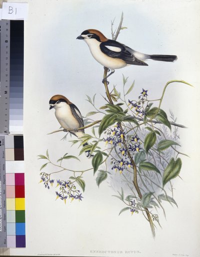 Roodkopklauwier (Enneoctonus Rufus) door John (after) Gould