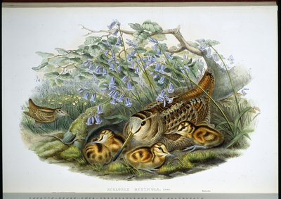 Houtsnip (Scolopax Rusticola) door John (after) Gould