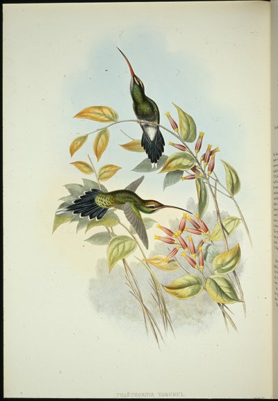 Yarquian Heremiet (Phaerthornis Yarugui) door John (after) Gould