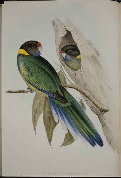 Geelkraagparkiet door John (after) Gould