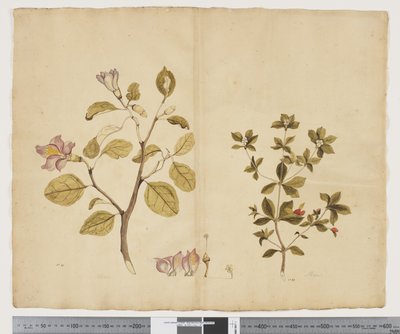 F.15 Lagunaria Patersonia; Alyxia gynopogon, c.1790-95 door John (attr. to) Doody