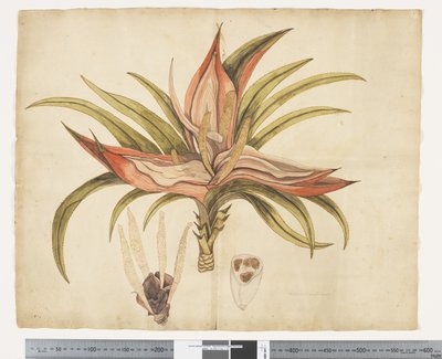 F.1 Freycinetia baueriana, c.1790-95 door John (attr. to) Doody