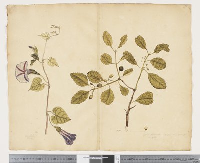 F.24 Ipomoea congesta; Elaeodendron curtipendulum, c.1790-95 door John (attr. to) Doody
