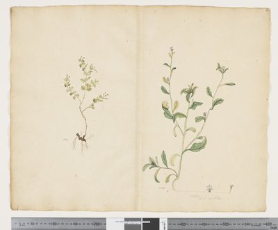 F.25 Euphorbia sparrmannii; Lobelia alata, c.1790-95 door John (attr. to) Doody