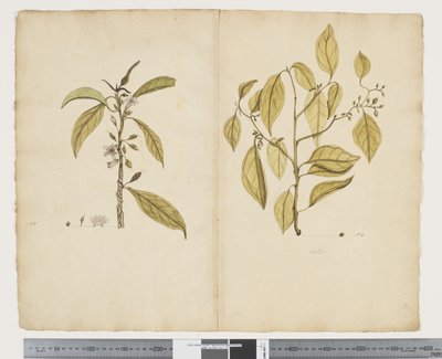 F.2 Myoporum obscurum; Celtis paniculate, c.1790-95 door John (attr. to) Doody
