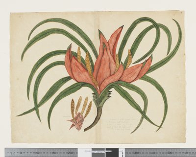 F.36 Freycinetia baueriana, c.1790-95 door John (attr. to) Doody