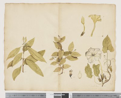 F.6 Wickstroemia Australis; Ipomea, c.1790-95 door John (attr. to) Doody