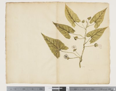 F.7 Calystegia affinis, c.1790-95 door John (attr. to) Doody