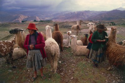 Peruaanse vrouwen en kudde lama