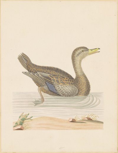 Roan Eend door John Abbot