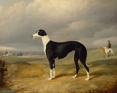 Een zwart-witte windhond in een open landschap door John Barwick