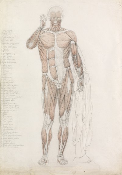 Anatomische Studie: Menselijke Spieren, in Contrapposto door John Bathe