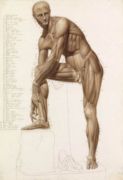 Anatomische studie: menselijke musculatuur, in de pose van Praxiteles