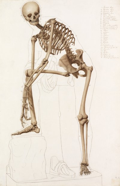 Anatomische Studie: het Menselijk Skelet, in de Pose van Praxiteles