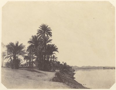 [Studies van dadelpalmen] door John Beasley Greene