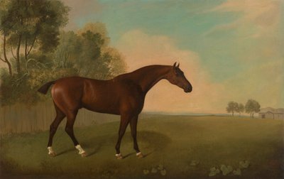 Een Bruin Paard in een Veld door John Boultbee