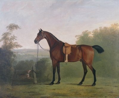 Een Bruine Jager in een Landschap door John Boultbee