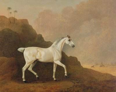 Een grijze Arabische hengst in een woestijnlandschap door John Boultbee