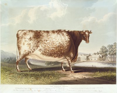 De Airedale Heifer, gegraveerd door R. Reeve door John Bradley