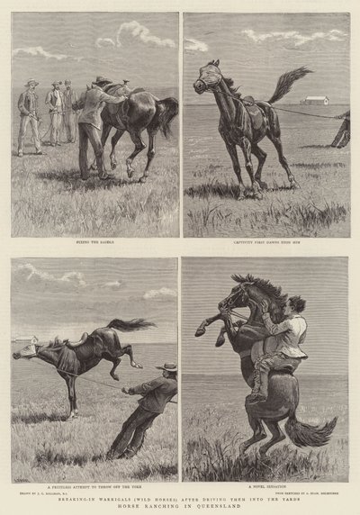 Paardenfokkerij in Queensland door John Charles Dollman