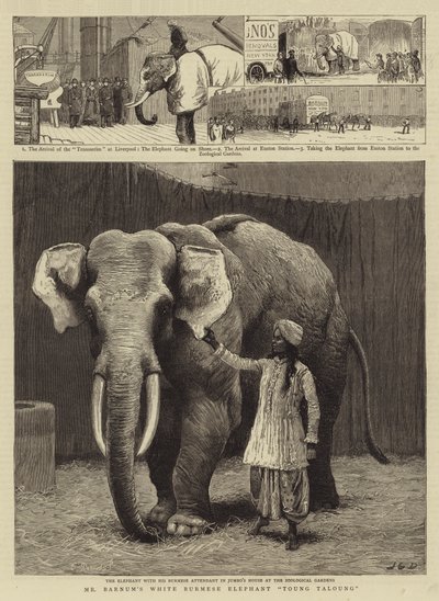 De witte Birmaanse olifant Toung Taloung van Mr Barnum door John Charles Dollman