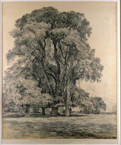 Iepbomen in Old Hall Park, East Bergholt, 1817 (potlood) door John Constable