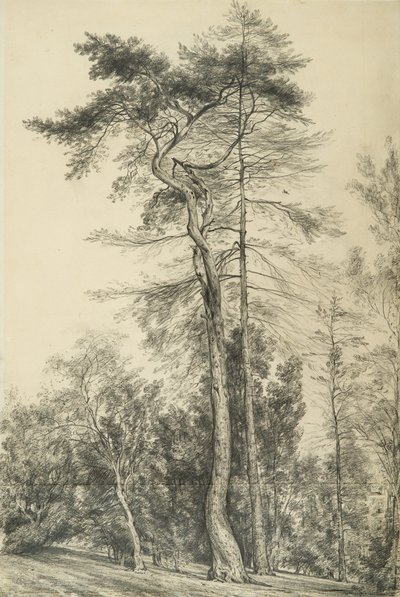 Sparren, c.1833 door John Constable
