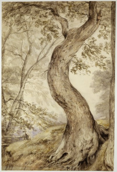 Boom bij Helmingham, ca. 1800 door John Constable