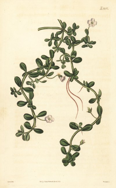 Brahmi of waterhyssop, Bacopa monnieri door John Curtis