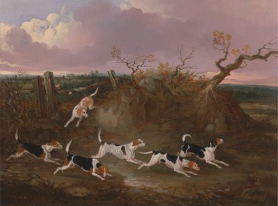 Beagles in Volle Jacht door John Dalby