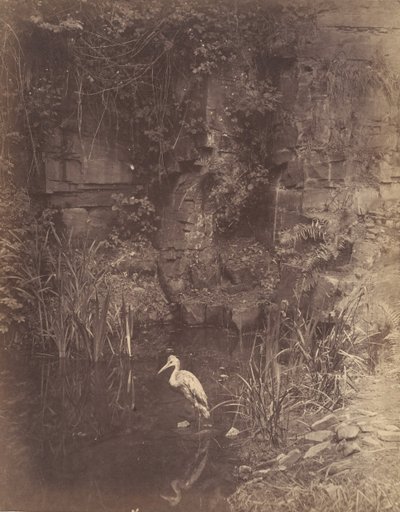 Piscator, Nr. 2, 1856 door John Dillwyn Llewelyn